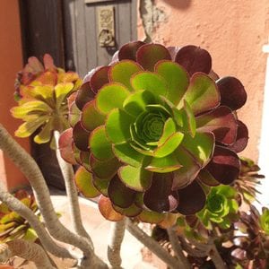shutterstock 1696603807 9 Striking Succulents: A Growing Texas Trend IES Pools