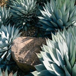 shutterstock 661000963 9 Striking Succulents: A Growing Texas Trend IES Pools